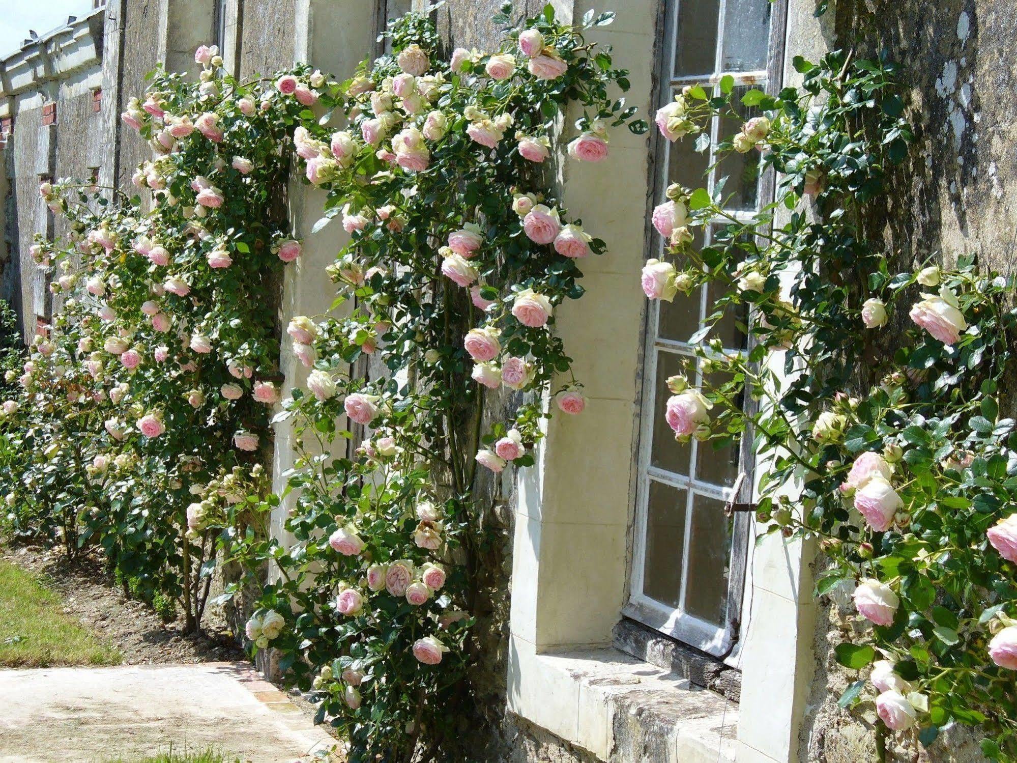 Château des Lutz Daon Extérieur photo