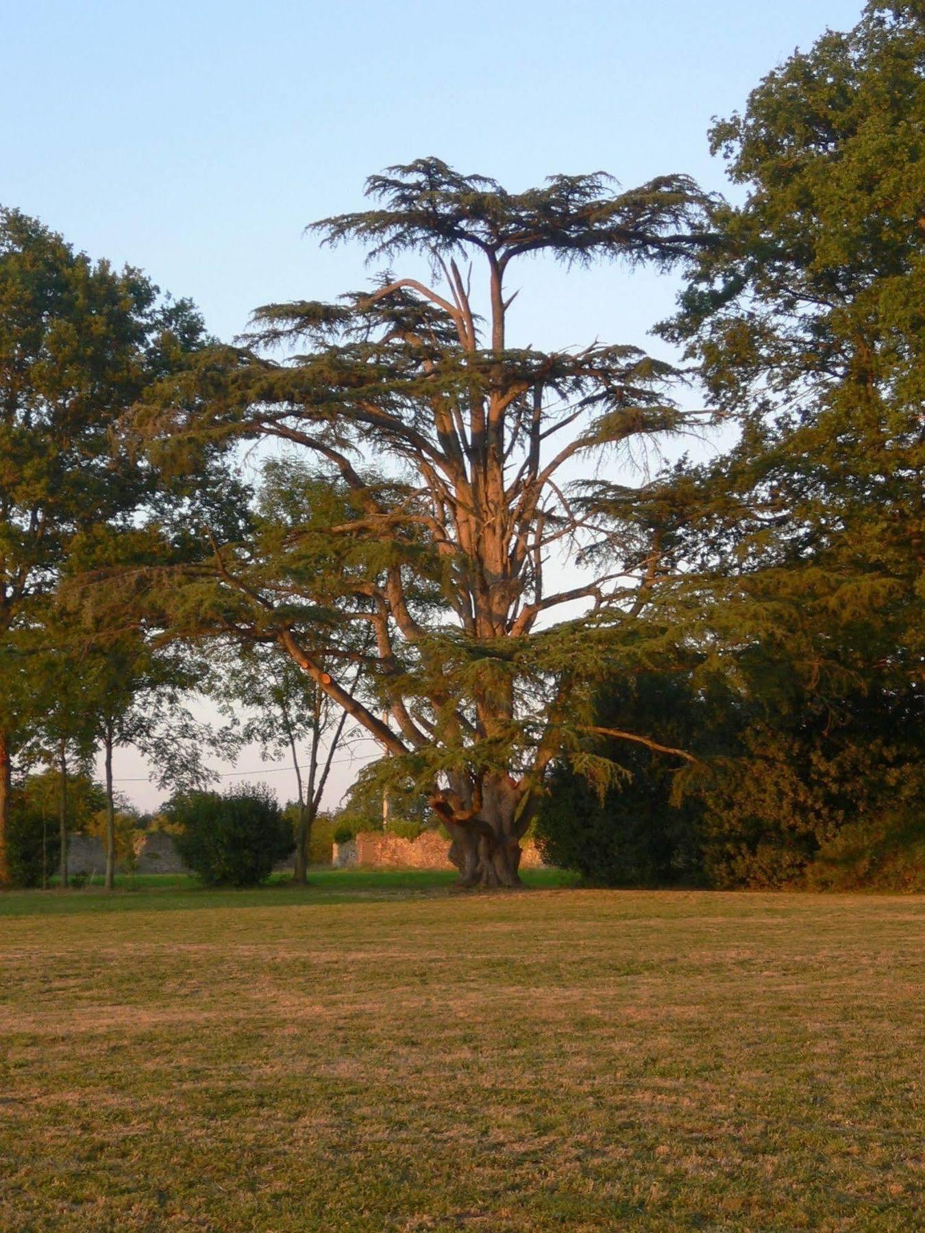 Château des Lutz Daon Extérieur photo